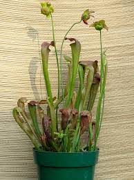 Some us also really enjoy growing plants from seeds. Growing Insect Eating Plants Indoors Better Homes Gardens