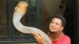 Maybe you would like to learn more about one of these? Intip Keadaan King Kobra Garaga Milik Panji Petualang Kini Wajah Sang Ular Jadi Perhatian Banjarmasin Post