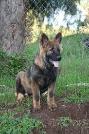 We do more than everyone else to make sure our german shepherds are the best. Dark Sable German Shepherd Puppies For Sale Near Me Pets Lovers
