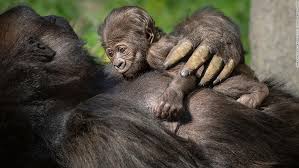 Los Angeles Zoo S First Gorilla Born In Over 20 Years Is A Girl Cnn Travel