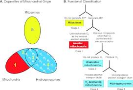 Check spelling or type a new query. Biochemistry And Evolution Of Anaerobic Energy Metabolism In Eukaryotes Abstract Europe Pmc