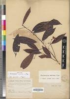 Image result for Rhabdophyllum welwitschii