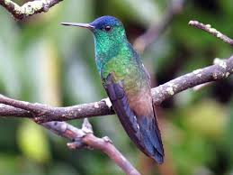 Image result for Cyanotis namuliensis