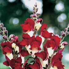 Check spelling or type a new query. Night And Day Snapdragon Seeds Park Seed