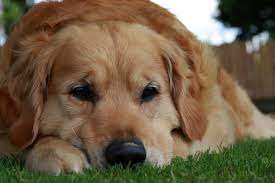 Do Dogs Grieve Other Dogs American Kennel Club