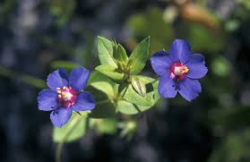 Image result for Anagallis kochii
