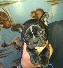 Maybe you would like to learn more about one of these? French Bulldog Puppies For Sale In Klamath Falls Oregon Classified Americanlisted Com