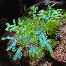 Image result for Selaginella congoensis