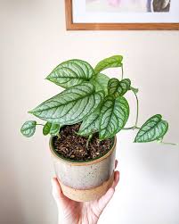 Pin On I Have Too Many Plants Buts That Okay