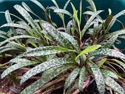 Image result for Ledebouria