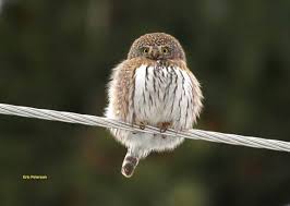 They are defined as birds that primarily hunt. Raptors And Birds Of Prey Wild Aware Utah
