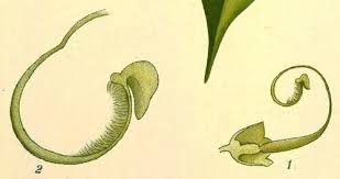 Image result for Physostigma mesoponticum