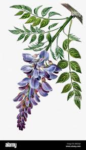 Image result for Wiesneria