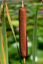 Image result for Typha