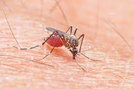 Gegen malaria gibt es keine impfung, man kann sich aber mit mückenmitteln und medikamenten schützen. Studie Wer Nach Mucken Schlagt Schreckt Sie Dauerhaft Ab Fit For Fun