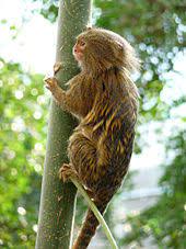 Follow up video soon with a more calm and gentle jack.my insta: Pygmy Marmoset Wikipedia