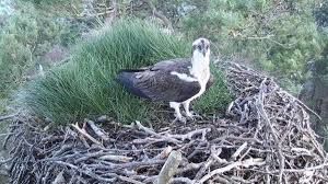 Link to lowe's home improvement home page lowe's credit cards order status weekly ad. Arrival Of First Osprey At Loch Of The Lowes Nest In Perthshire Daily Record