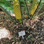 Image result for Encephalartos villosus