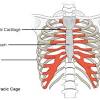Ninja nerds!join us in this video where we show the sternum and rib articulation anatomy through the use of a model. 1