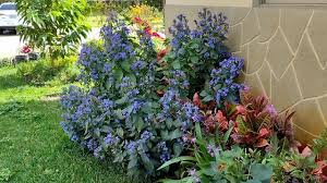 Image result for Eranthemum pulchellum