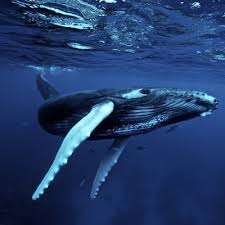 Balena albastra este atat de mare incat este cea mai mare creatura care a trait vreodata pe pamant, mai mare decat cel mai mare dinozaur! Balena Toate Balenele Din Lume Toate Animalele