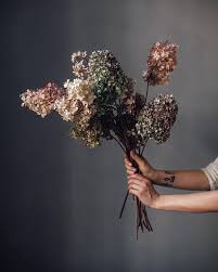 Hortensias Faire Secher Des Fleurs Faire Secher Des Hortensias Photographie De Fleur
