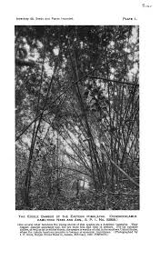 Image result for Aristida rhiniochloa