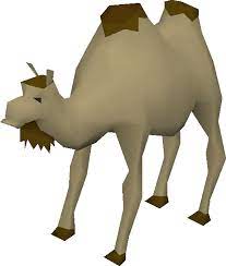 Hi im at sand grain bazaar on the stable keeper and he is not giving me a quest to get the camel im 57. Al The Camel Old School Runescape Wiki Fandom