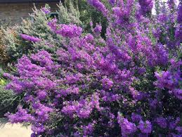 We did not find results for: Fast Growing Evergreen Shrubs Texas Top 7 Evergreen Shrubs