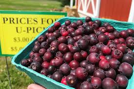 15 Highest Antioxidant Berries Hint Not Goji