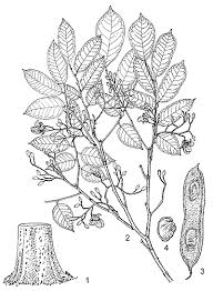 Image result for Pericopsis