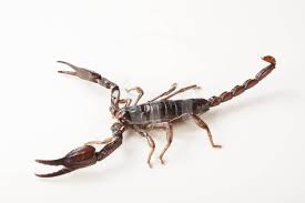 Emperor scorpion vs desert hairy scorpion i look back on this video as being pretty cruel. Asian Forest Scorpion