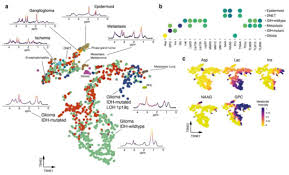 Dr ling soon diek women specialist clinic. Cancers Free Full Text Mapping Of Metabolic Heterogeneity Of Glioma Using Mr Spectroscopy Html