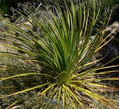 Image result for Stolzia heiligenthalii