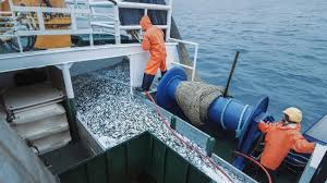 Kapal penangkap ikan setinggi 17 meter itu sedang berlabuh di sebuah teluk di lepas pantai craig, sebuah kota kecil di alaska dengan populasi sekitar 600 the investor adalah kapal penangkap ikan salmon seharga 850.000 dollar amerika serikat (as) atau senilai rp 11,9 miliar, milik mark coulthurst. Nelangsa Abk Kapal Asing Tak Tidur 48 Jam Dan Suntik Morfin