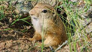 Humane and natural gopher control methods that will gopher baskets: How To Effectively Get Rid Of Gophers No Shovel Required