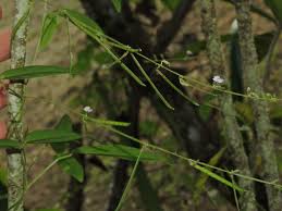 Image result for Teramnus