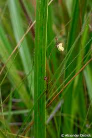 Image result for Utricularia tortilis
