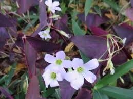 この花の名前なんていうの 三角形の三つ葉って珍しいね それも紫色 ムラサキノマイ 紫の舞