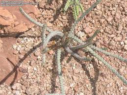 Image result for Euphorbia schinzii