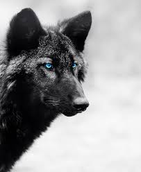 Check spelling or type a new query. Black Wolf With Blue Eyes Novocom Top