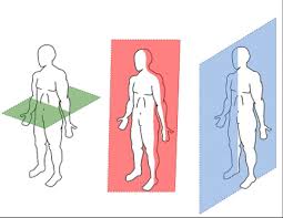 Blank anatomical position diagram human body anatomy. Definitions In Anatomy And Physiology