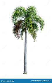 Image result for Wodyetia