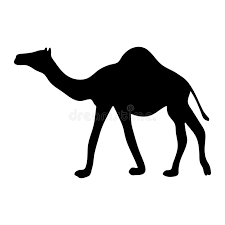 Portrait of a camel 1. Black Silhouette Of A Camel On A White Background Stock Vector Illustration Of Egyptian Circus 94883726