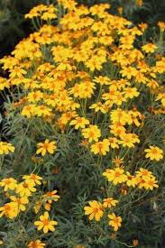 Image result for tagetes)