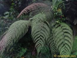 Image result for Cyatheaceae