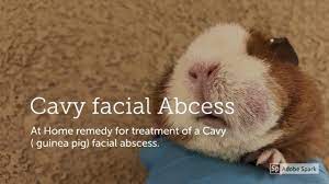 Cavy Facial Abcess How To Treat Youtube