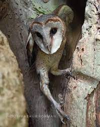 Keberadaannya di alam bebas sulit ditemukan karena sifatnya pendiam dan tenang. Suara Burung Celepuk Jawa Update Info Harga Burung Hantu Tyto Alba Dan Cara Memeliharanya Daftar Harga Tarif Download Lagu Suara Burung Hantu Cilepuk Sangat Mudah Di Owlagu Format Mp3 Secara