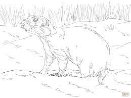 coloriage chien de prairie realiste coloriages a imprimer gratuits serpent
