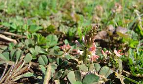Image result for Indigofera circinella